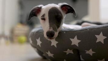 Cute pet whippet puppy resting in her day bed video