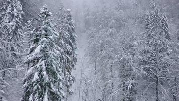 flyg över snöstorm i en snöig berg barr- skog, dimmig ovänlig vinter- väder video