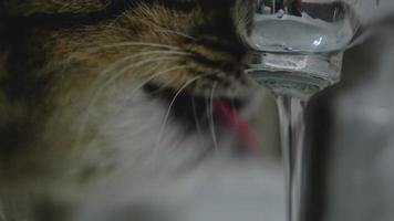 mignonne chat en buvant l'eau de le robinet video