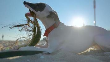 Cute pet whippet puppy playing on the beach with a stick video