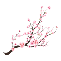 acuarela Cereza brote png. Cereza florecer flor floreciente. Cereza florecer rama con sakura flor. sakura en transparente antecedentes. rosado sakura flor antecedentes. acuarela Cereza florecer png. png