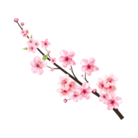 körsbär blomma gren med blomning rosa sakura blomma png. realistisk vattenfärg körsbär blomma png. sakura blomma med vattenfärg körsbär blomma. sakura gren på transparent bakgrund. png