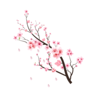 körsbär blomma gren med blomning rosa sakura blomma png. körsbär gren png på transparent bakgrund. realistisk vattenfärg körsbär blomma. sakura blomma gren med rosa blomma. vattenfärg blomma.