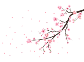 Cherry blossom flower blooming PNG. Pink Sakura flower background. Watercolor cherry blossom PNG. Cherry blossom branch with sakura flower. Sakura on transparent background. Watercolor cherry bud. png