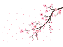 cereja Flor flor florescendo png. Rosa sakura flor fundo. aguarela cereja Flor png. cereja Flor ramo com sakura flor. sakura em transparente fundo. aguarela cereja amigo png