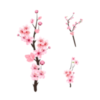 Cherry blossom PNG with watercolor Sakura flower branch. Cherry blossom branch with pink flower blooming. Realistic watercolor Sakura flower PNG. Pink Sakura branch design on transparent background.