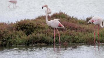 Flamingos Stehen im flach Delta Wasser im Winter im Spanien video