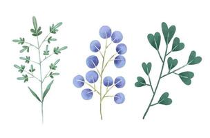 Hand painted botanical illustration, leaves and bramches. Design and print vector