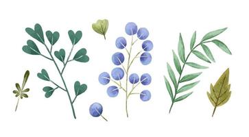 Hand painted botanical illustration, leaves and bramches. Design and print vector