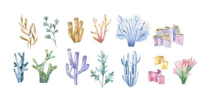 algas marinas colocar. submarino plantas. acuarela ilustración. océano. algas marinas algas, coral arrecife diseño elemento. acuario plantas siluetas vector