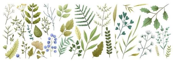 Hand painted botanical illustration, leaves and bramches. Design and print vector