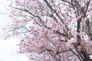 blurred Pink Tecoma , Pink Trumpet Tree , cherry blossom street in spring with blue sky background photo