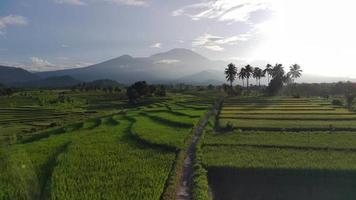 magnifique Matin vue Indonésie. panorama paysage paddy des champs avec beauté Couleur et ciel Naturel lumière video