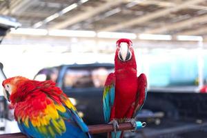 Close up of colorful scarlet macaw parrot pet perch on roost branch with pickup truck car background photo