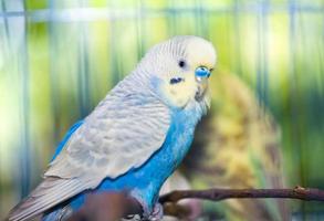 Blue Budgerigar Melopsittacus undulatus photo