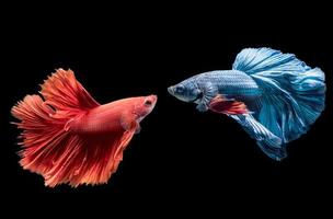 blue and red siamese fighting fish on black photo