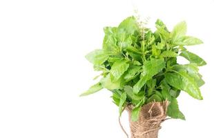 Holy basil , Ocimum sanctum leaf isolated photo