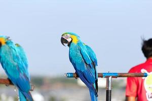 cerca arriba de vistoso escarlata guacamayo loro mascota perca en gallinero rama con azul claro cielo antecedentes foto