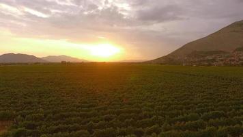 Aerial video of vineyard and sunset