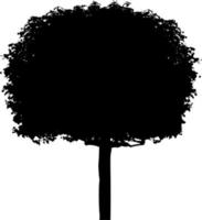 Vector silhouette of Tree on white background