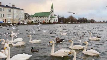 cisnes nadar dentro tjornin lago dentro central reykjavik em pôr do sol com luterano frikirkjan Igreja fundo. popular atividade turista alimentação cisnes patos dentro reykjavik video