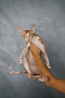 Favorite red cat Cornish Rex is sitting in the arms of the owner photo