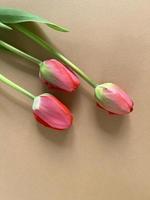 Red tulips on a beige background photo