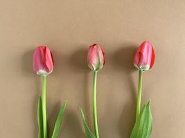 Red tulips on a beige background photo