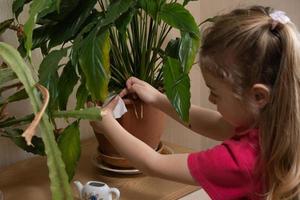 A 4-year-old girl takes care of home plants. Home planting from childhood concept photo