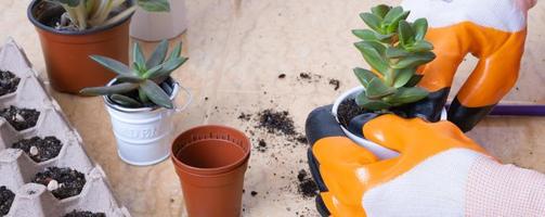 manos en jardín guantes plantando suculentas en nuevo flor ollas. el proceso de hogar jardinería foto