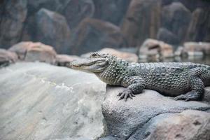 Crocodile on the rock photo