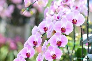 Purple orchids, Violet orchids. Orchid is queen of flowers. Orchid in tropical garden. Orchid in nature. photo