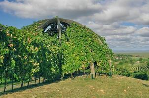 Wine Arbour in Vineyard of Oggau am Neusiedler See ,Burgenland ,Austria photo