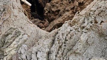 une creux dans le tronc de une arbre, le texture de le aboyer. vieux arbre creux dans le tronc vieux écorce bois de fer, maman F ou dans Latin celtiques l. video