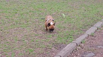 fêmea francês buldogue caminhando em verde grama. animal hábitos. a buldogue cheira a cidade cheiros. video