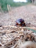 Brown beetle walking on dry grass photo