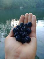 Black cranberry in hand with a river Background photo