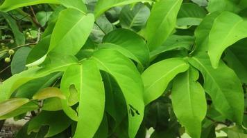 euonymus hamiltonien feuilles, connu par le commun des noms d'hamilton fusain, himalayen broche et de siebold broche. video