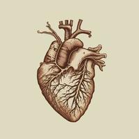 Human heart with veins and arteries. Vector illustration in vintage style.