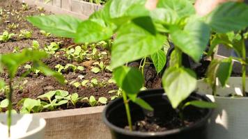 contadino mani piantare piantina nel il verdura giardino. biologico agricoltura e primavera giardinaggio concetto video