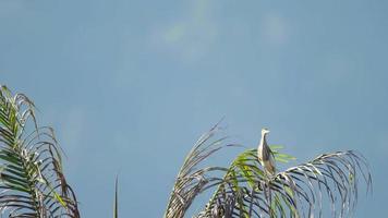 gris oiseau héron sur une paume arbre. héron sur une paume arbre contre une clair bleu ciel video