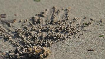 cangrejos burbujeadores de arena en una playa asiática haciendo bolas de arena video