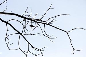 seco árbol ramas con pájaro sombra con azul cielo antecedentes foto