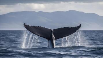 humpback tail shark photo