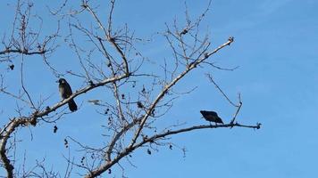 Two Crows Perched on Dry Tree Branch in Winter video