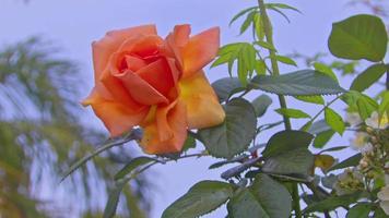 Orange Rose in the Garden Swinging in the Wind video
