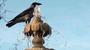 Black Crow Perched on Marble Fountain video