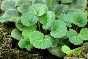 Close up of Strawberry Begonia Leaf, Saxifraga stolonifera photo