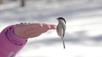 schließen hoch, ein Kleiber Vogel auf ein Person Hand Einspeisungen im ein Winter Wald. hungrig Vögel. video