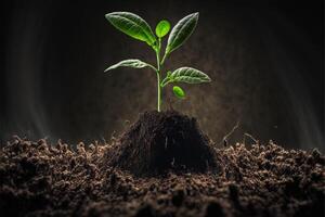 Seedling are growing from the rich soil Concept. photo